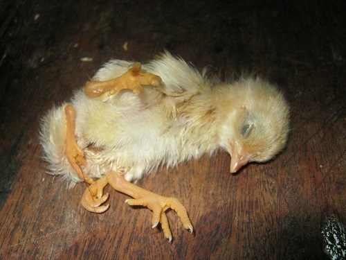 Hiện nay, con gà này đang được gia đình anh Hùng chăm sóc trong tình trạng sức khỏe bình thường.